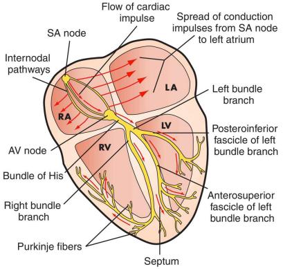 BIOLOGY - CLUTCH CONCEPT: HEART PHYSIOLOGY Heart beats in response to