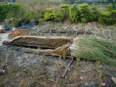 Vietnam: The different root systems between vetiver grass and