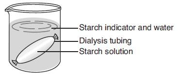 Figure 5 Base your answer to the question on the information and diagram below and on your knowledge of biology. Starch turns blue black in the presence of a starch indicator.