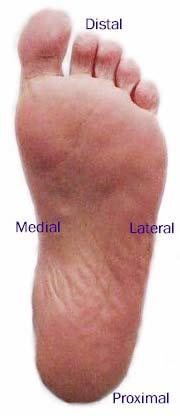 Figure 3. Computed effective Young s modulus (E) for plantar soft tissue of normal and DM subjects. MTH: metatarsal head 4.