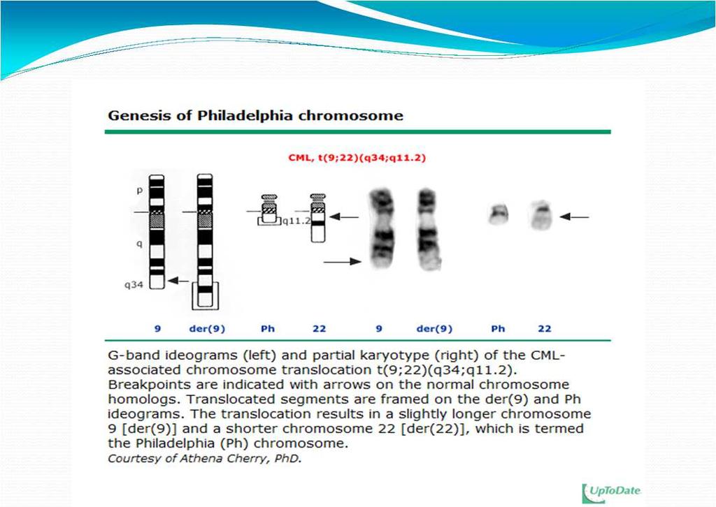 Philadelphia chromosome BCR-ABL: 1. ABL protein becomes constitutively active as a protein tyrosine kinase enzyme 2. DNA protein binding activity of ABL is attenuated 3.