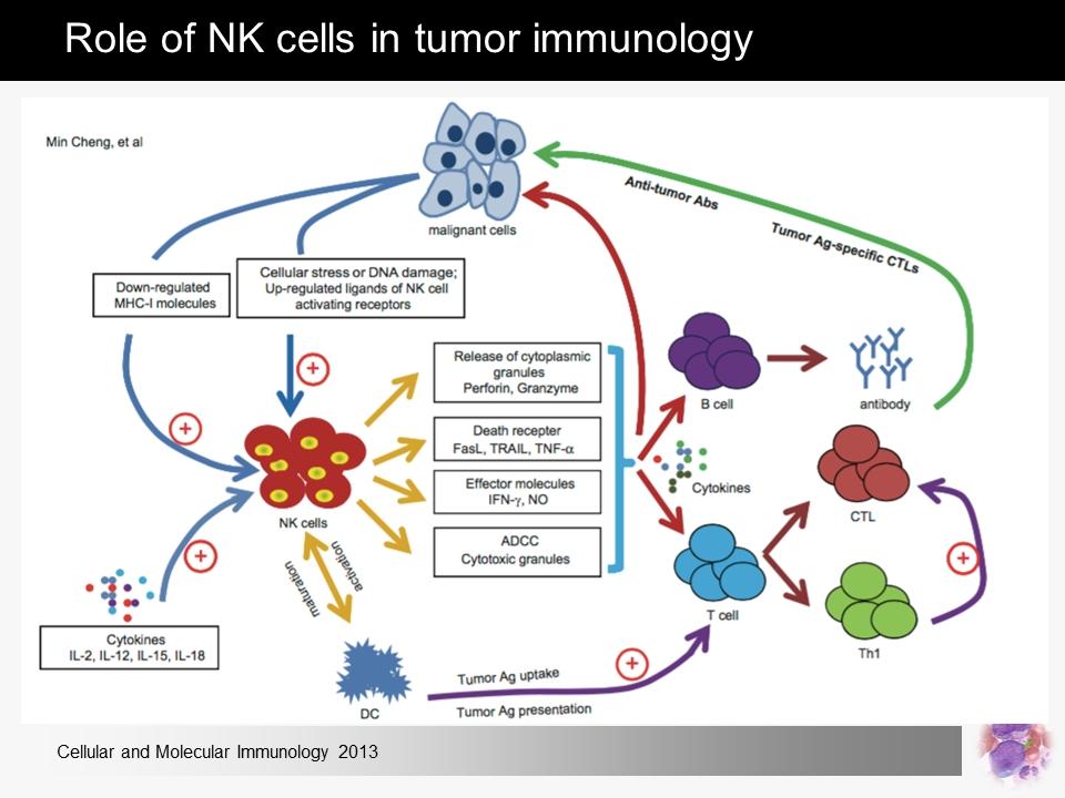 Role of NK cells