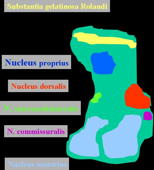 COMPARISON OF DEFINITIVE SPINAL NUCLEI WITH SPINAL LAYERS I. II. III. IV.