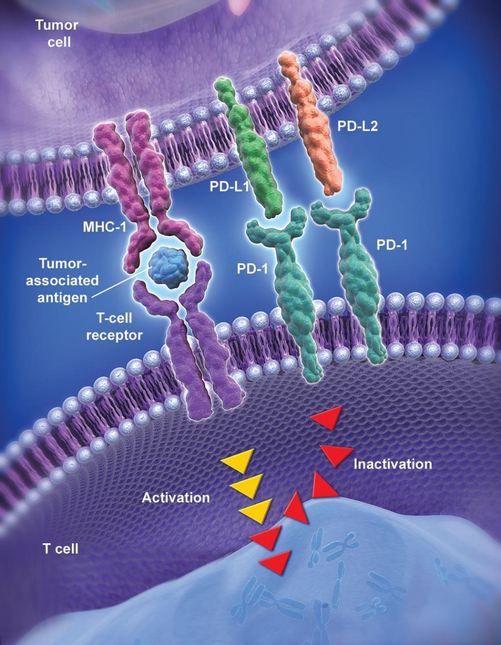 PD-1 and PD-L1/L2 Pathway PD-1 is an immune checkpoint receptor Binding of PD-1 by its ligands PD-L1 or PD-L2 leads to downregulation of T-cell function This mechanism is usurped by many