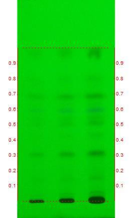 HPTLC photo documentation of Methanol extract of sample of Ardraka Avaleha Track 1: Ardraka avaleha - 2µl Track 2: Ardraka avaleha - 4µl Track
