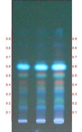 0) Short UV Long UV Post derivatisation Table 8: Rf values of sample of Ardraka avaleha Short UV Long UV Post derivatisation 0.06 (Green) - - 0.