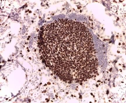 IHC cons: are we trustable?