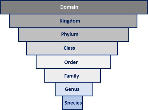 Data Analysis and Conclusions Fill out the classification scheme for the earthworm, Lumbricus terrestris: a. Domain: b. Kingdom: c. Phylum: d. Class: e. Order: f. Family: g. Genus: h. Species: 2.