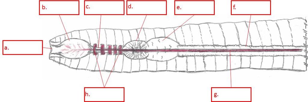 5. In the dissection, the earthworm is first cut from the clitellum to the mouth, and the outer epidermis is opened. See the figure below for a representation.