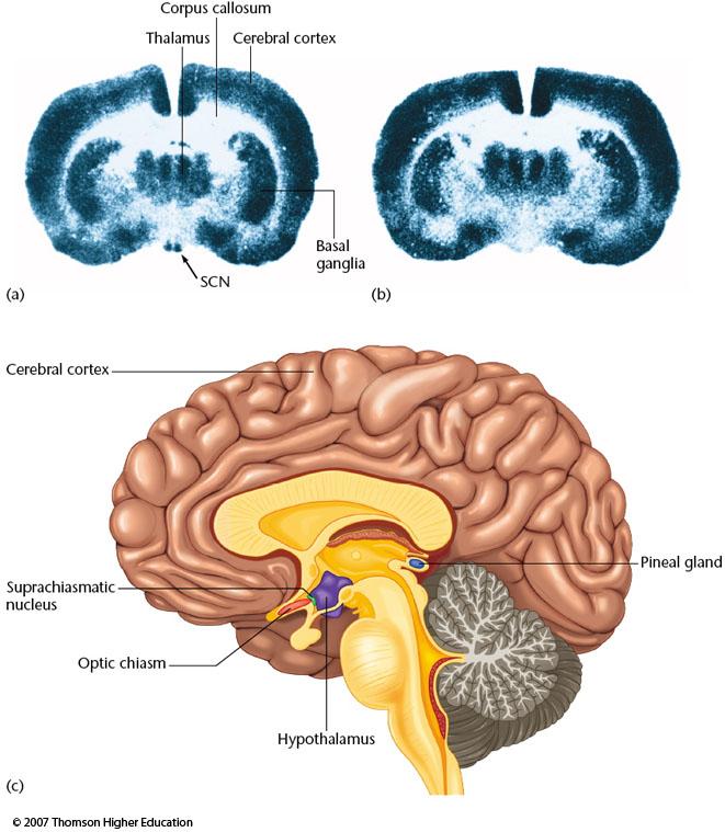 The suprachiasmatic nucleus (SCN) is part of the hypothalamus and the main control center of the circadian rhythms of sleep and temperature. Located above the optic chiasm.