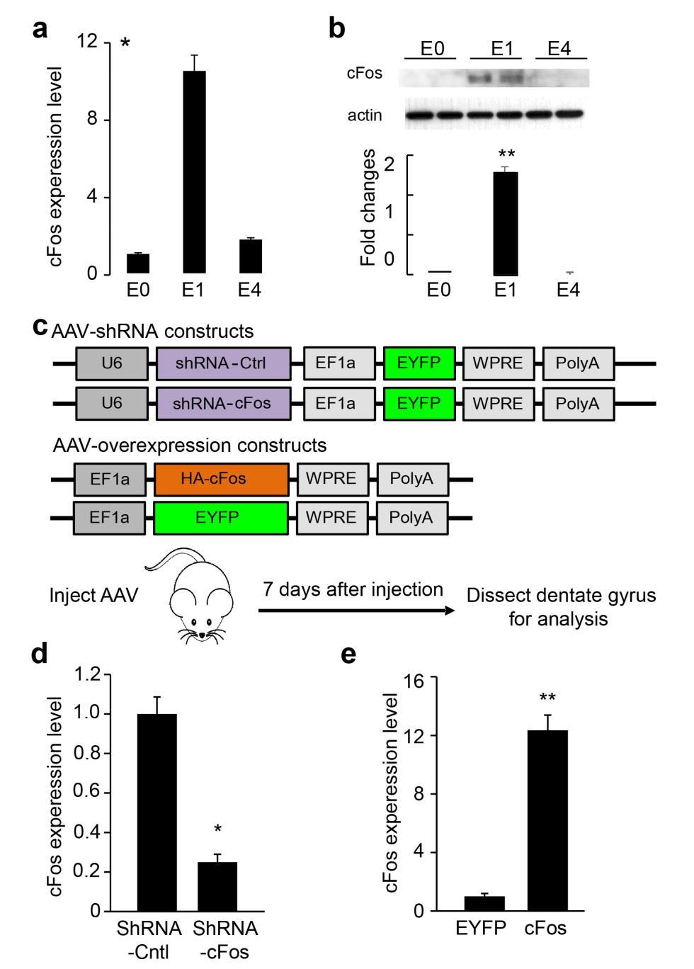 Supplementary Figure 6 Characterization of c-fos expression in the adult mouse dentate gyrus. (a, b) Expression of endogenous cfos in response to transient synchronous neuronal stimulation.