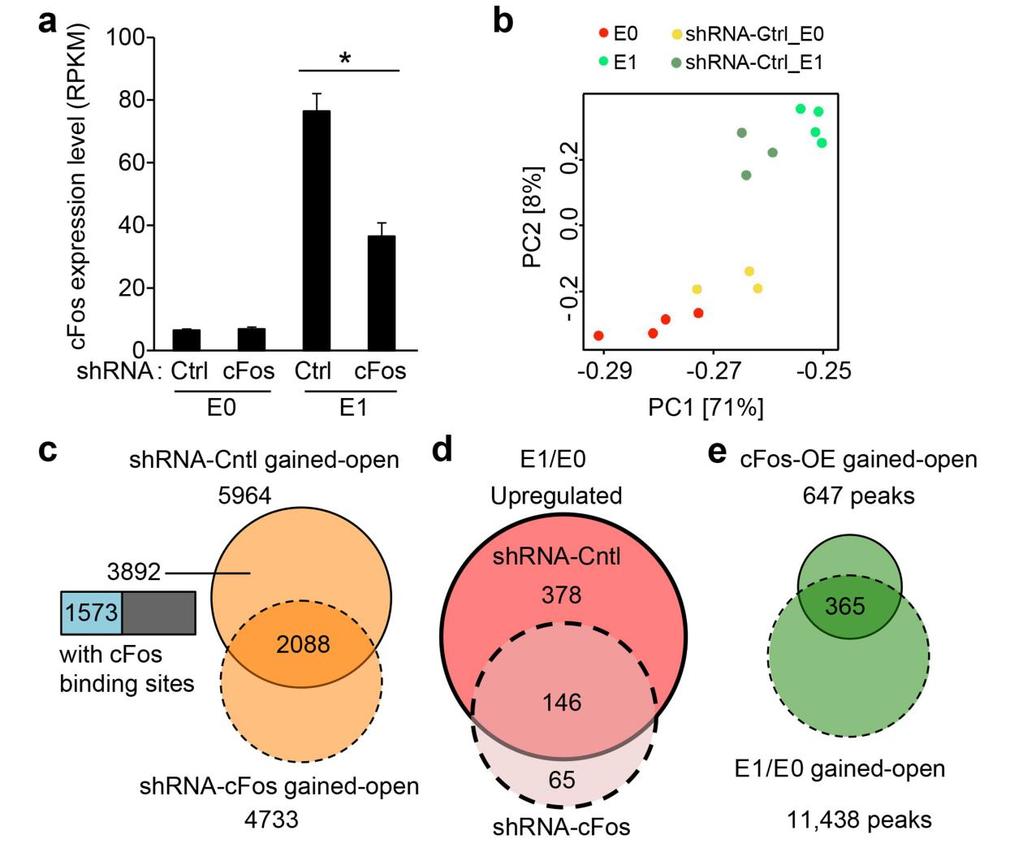 Supplementary Figure 7 Effect of cfos knockdown in neuronal activity-induced chromatin opening and gene expression.