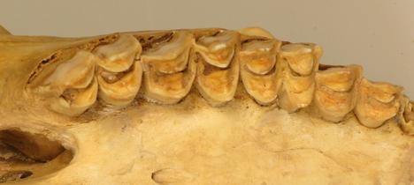 OpenStax-CNX module: m66060 6 Figure 5: Selenodont teeth of a mountain goat. More details 21. 4.