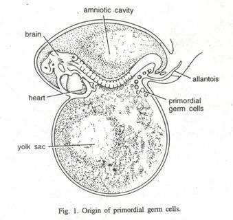 Primordial Germ Cells Primordial Germ Cells - the origin
