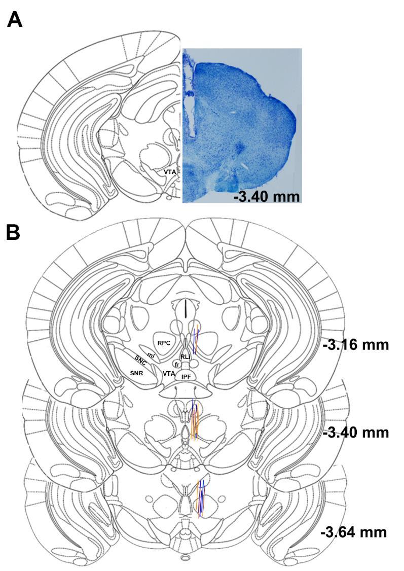 Figure S7. Localization of optical fibers in the VTA of SERT::Cre or VGluT3::Cre mice. Related to Figure 6. A. Representative optical fiber track in VTA of a SERT-ChR2-eYFP mouse. B.