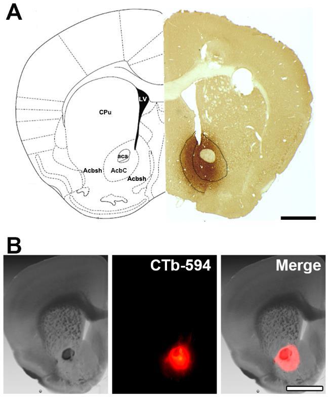Figure S2. Histological verification of injection sites of FG or CTb in the nacc of SERT::Cre mice. Related to Figure 2. A. FG signal detected as brown material in the nacc injection site.