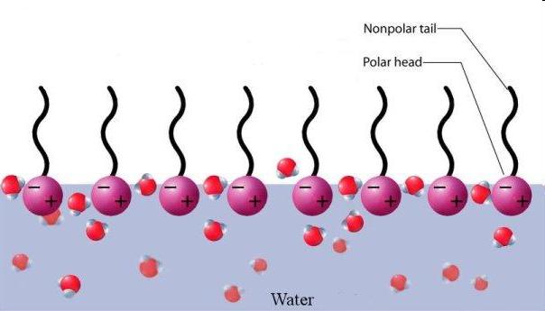 Surfactants Increase absorption: Poorly soluble drugs, increase dissolution by solubilisation