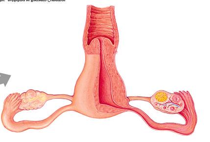 2. Reproductive anatomy of the human female a. Ovaries b.