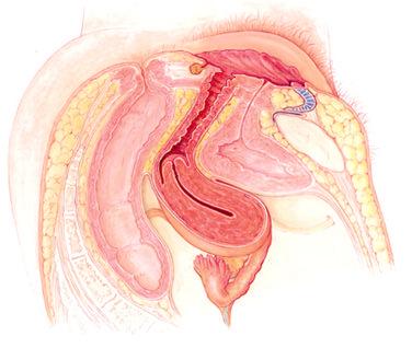 Endometrium h. Vagina i. Cervix j. Hymen k. Vestibule l.