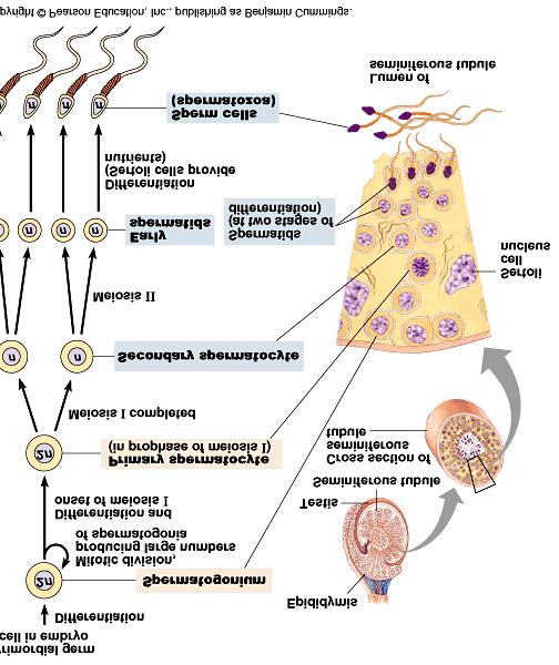 Terminology 1) Spermatogenesis 2) Spermatogonia 3) Acrosome 4) Oogenesis b.