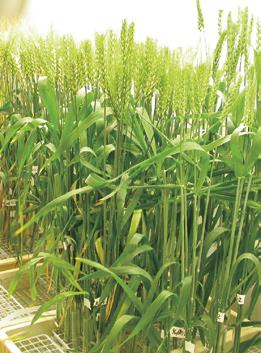 Genetic Improvement of Fusarium Head Blight Resistance in Wheat A B Fig. 2.