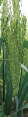 Genetic Improvement of Fusarium Head Blight Resistance in Wheat Acknowledgments We are grateful to Drs. M. Yoshida and T. Nakajima (NARO/KARC) for their experimental support and helpful advice.