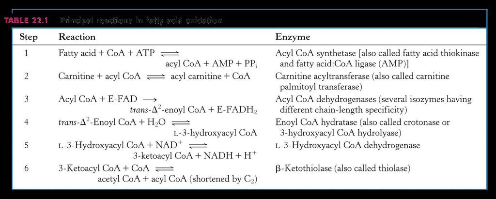 8 Acetyl COA are released, each acetyl COA when oxized by C.A.C yeild 3 NADH,1 FAD directly and 1 GTP directly for a total 12 ATPs.