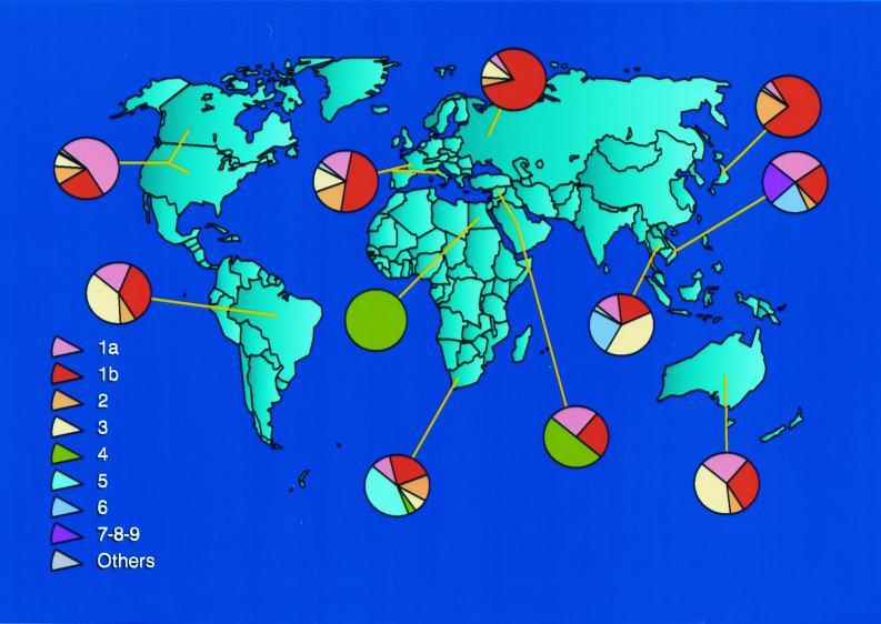 Genotypes 1-6 1a/1b- worldwide (more in US, Europe, Japan) 2: Europe, Japan 3: Asia, India, South America
