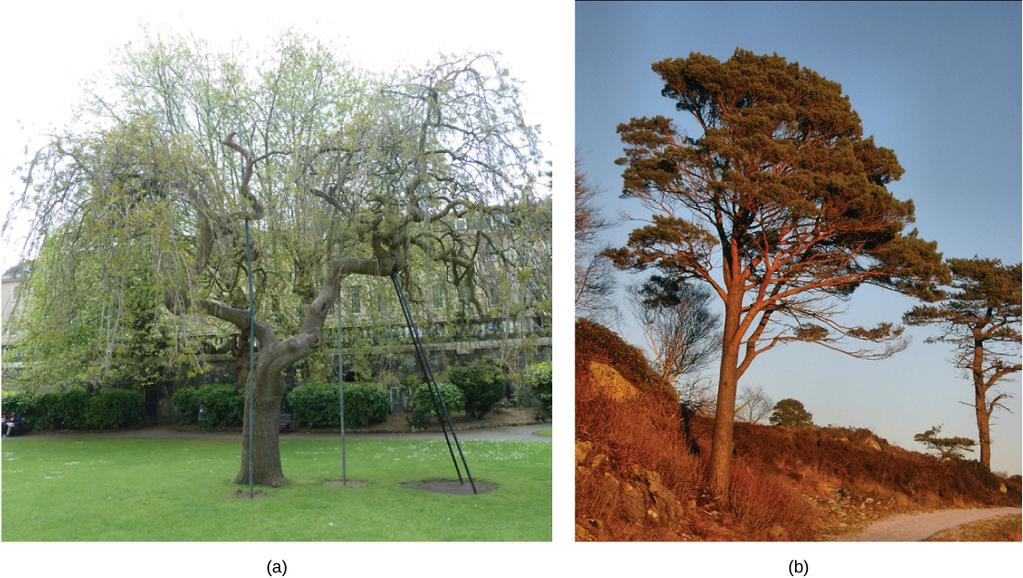 (a) Angiosperms are flowering plants, and include grasses, herbs, shrubs and most deciduous trees, while (b) gymnosperms are conifers. Both produce seeds but have different reproductive strategies.