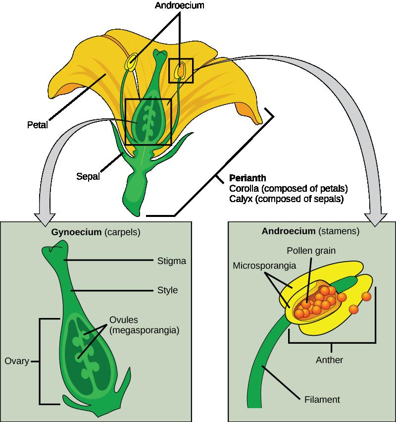 The four main parts of the flower are the calyx, corolla, androecium, and gynoecium.