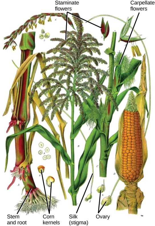 The corn plant has both staminate (male) and carpellate (female) flowers. Staminate flowers, which are clustered in the tassel at the tip of the stem, produce pollen grains.