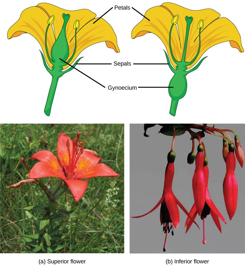 The (a) lily is a superior flower, which has the ovary above the other flower parts. (b) Fuchsia is an inferior flower, which has the ovary beneath other flower parts.