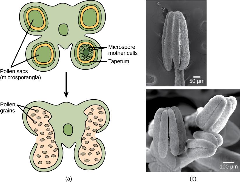 Shown is (a) a cross section of an anther at two developmental stages. The immature anther (top) contains four microsporangia, or pollen sacs.