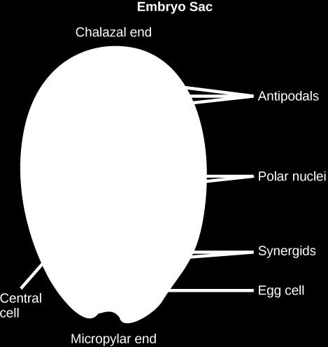 sac. Two of the nuclei the polar nuclei move to the equator and fuse, forming a single, diploid central cell. This central cell later fuses with a sperm to form the triploid endosperm.