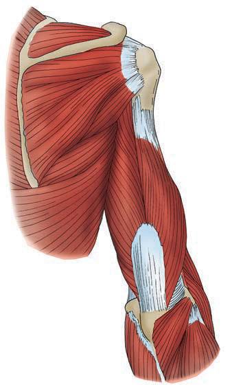 8 1 Anterior view of the bones and joints of the shoulder. Humerus Clavicle Deltoid Fig. 8 3 Deep muscles of the posterior shoulder and upper arm.