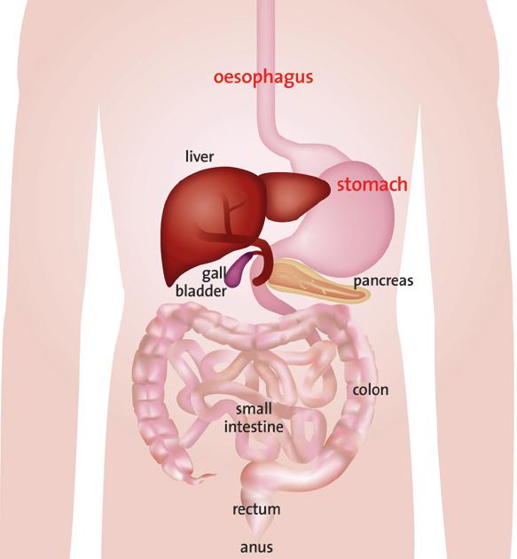 Why does reflux happen? There is a ring of muscle around the lower end of the oesophagus which is there to stop reflux.