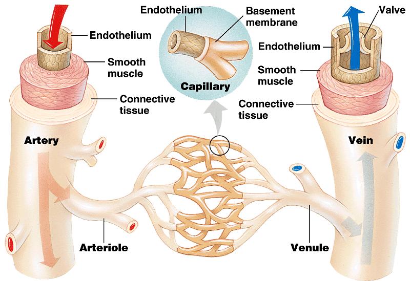 Structural differences result in the different functions of arteries, veins, and capillaries.