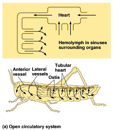 In insects, other arthropods, and most mollusks, blood bathes organs directly in an open circulatory system.