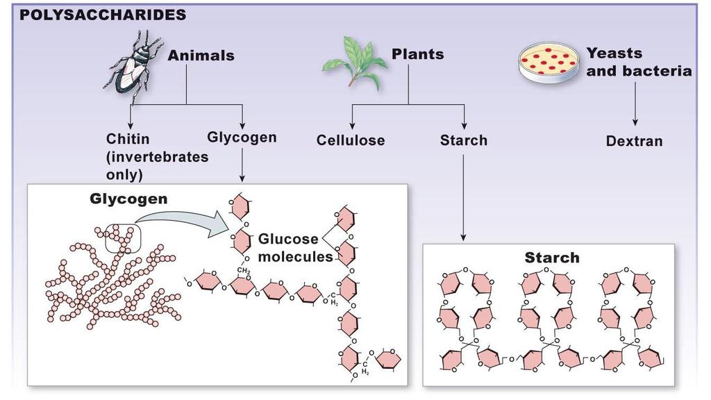 atoms highly polar molecules: many OH groups water soluble simple carbohydrates are sugars (mono- and disaccharides) glucose (C 6H 12O 6) is a major energy source