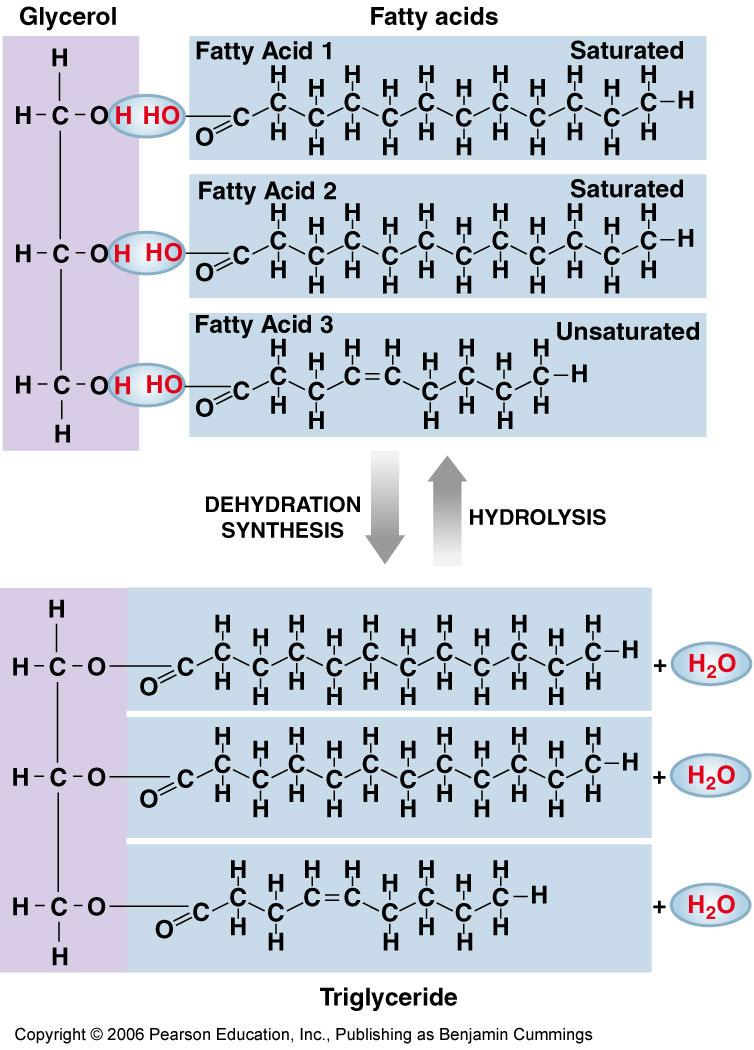 dehydration synthesis.