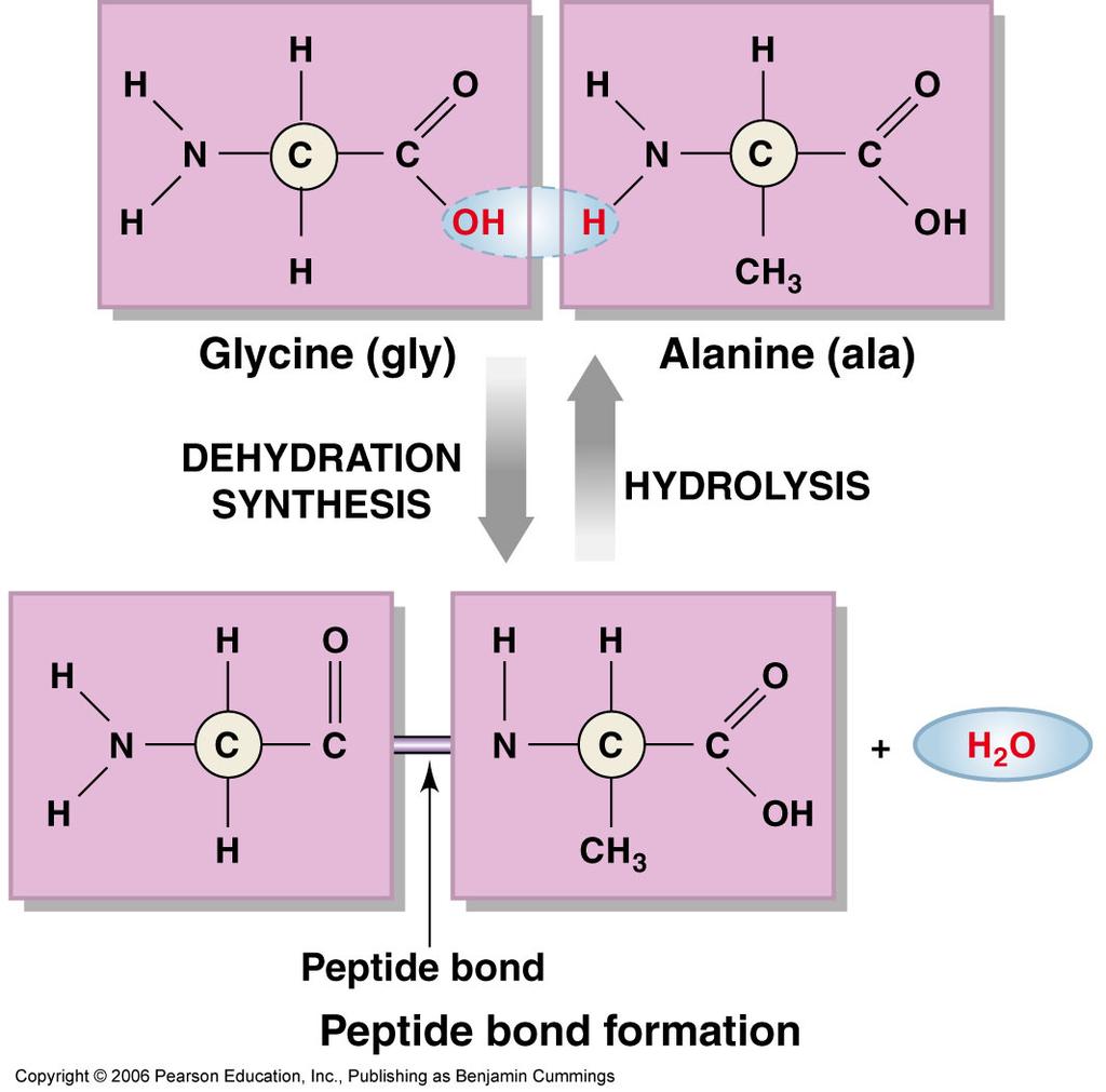 acids Peptide bond