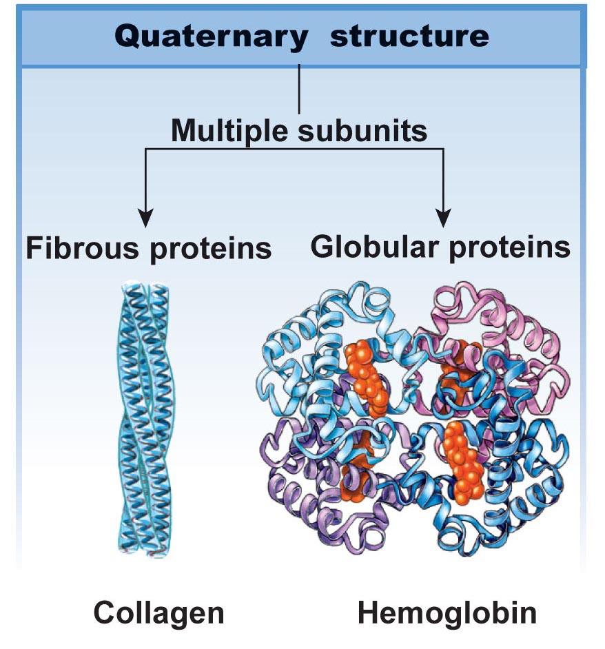Tertiary structure 3-dimensional folding from: 1) R group interactions mostly determine tertiary structure 2) interactions between polypeptide & surrounding H2O or lipid molecules 3) inner R group