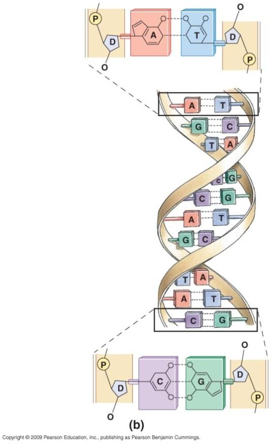 DNA DNA strands are held together by hydrogen bonds between complementary nitrogenous bases Complementary base pairs shape and polarity of bases only allows formation of H bonds between: adenine (A)