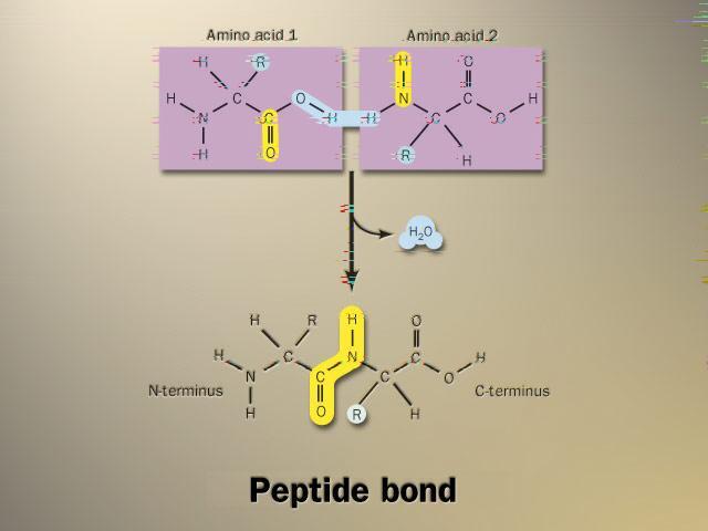 Building proteins Peptide bonds covalent bond between NH 2 (amine) of one amino acid &