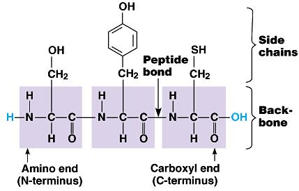 Building proteins Polypeptide chains have direction N-terminus = NH 2 end C-terminus = COOH end
