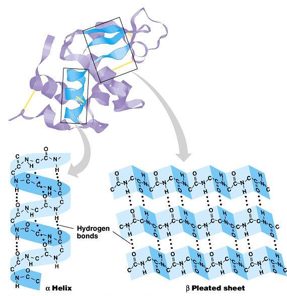 Secondary (2 ) structure Local folding Regents Biology folding along short sections of polypeptide interactions