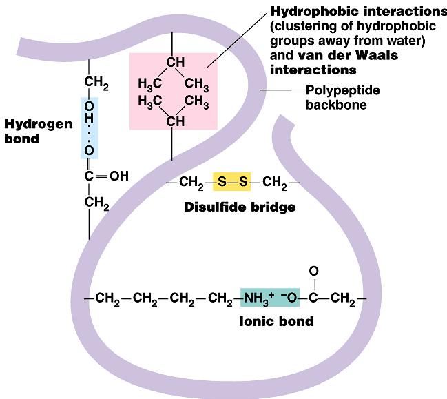 Tertiary (3 ) structure Whole molecule folding interactions between distant amino acids Regents Biology hydrophobic interactions cytoplasm is water-based