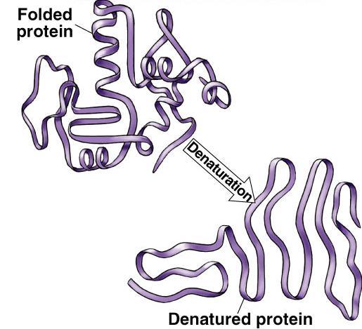 Protein denaturation Unfolding a protein Regents Biology conditions that disrupt H bonds, ionic bonds, disulfide bridges temperature ph salinity alter 2 & 3 structure