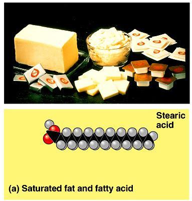 Saturated fats All C bonded to H No C=C