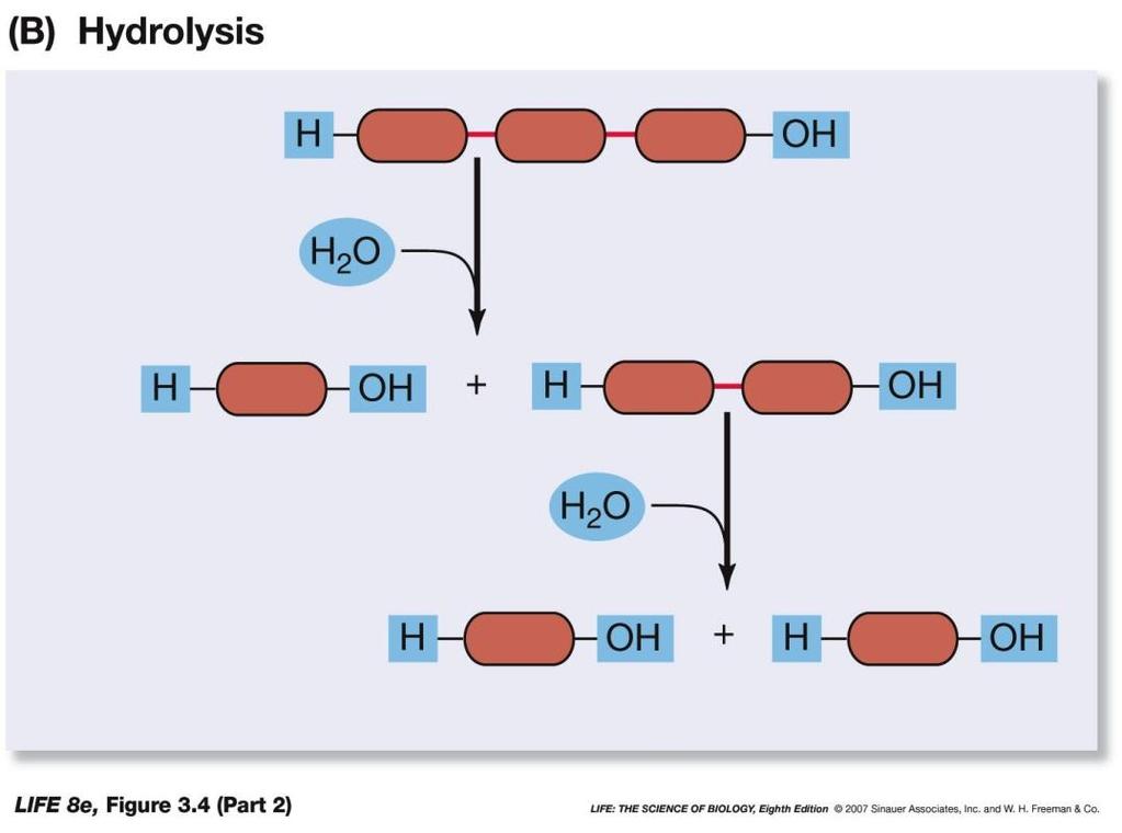 Dehydration Synthesis (remove water to